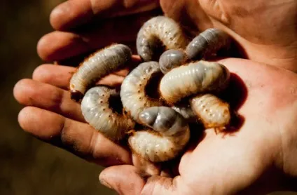 9 Самих популярних продуктів харчування з усього світу (найбільш) 9 Самих популярних продуктів харчування з усього світу