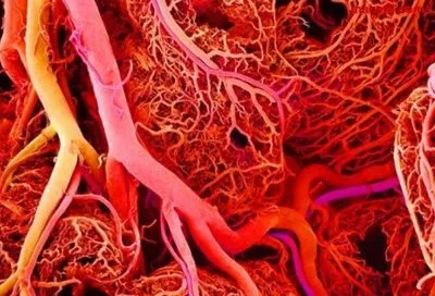 Буряковий відвар користь і шкода для організму людини (відвар) Буряковий відвар користь і шкода для організму людини