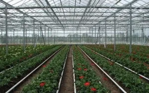 Теплиці промислового масштабу як бізнес на селі організація