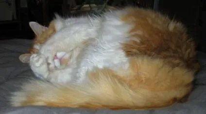 теплі коти