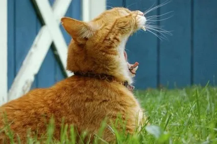 теплі коти