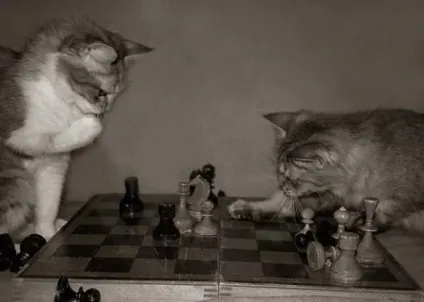 теплі коти