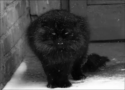 теплі коти