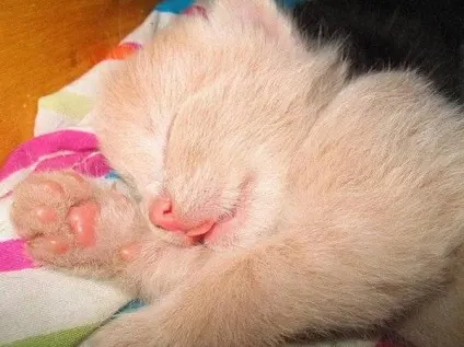теплі коти