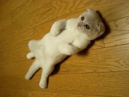 теплі коти
