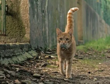 теплі коти