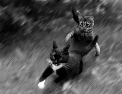 теплі коти
