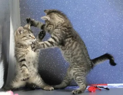 теплі коти