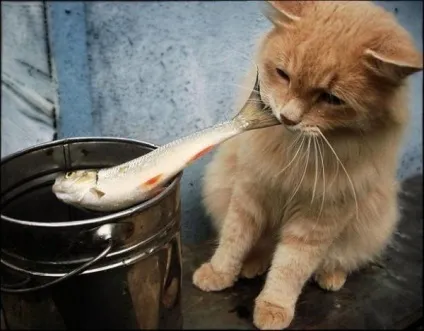 теплі коти