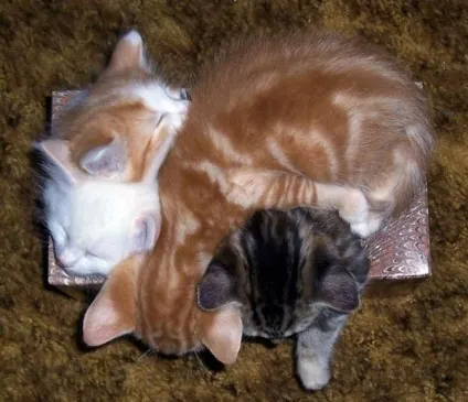 теплі коти
