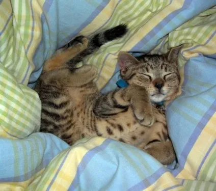 теплі коти
