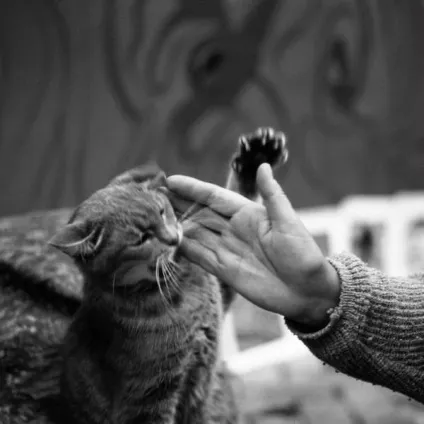 теплі коти