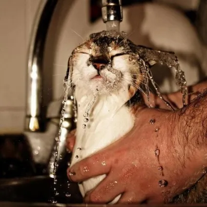 теплі коти