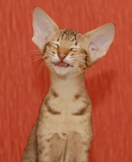 теплі коти