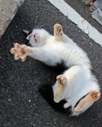 теплі коти