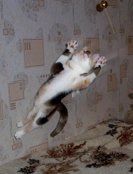 теплі коти