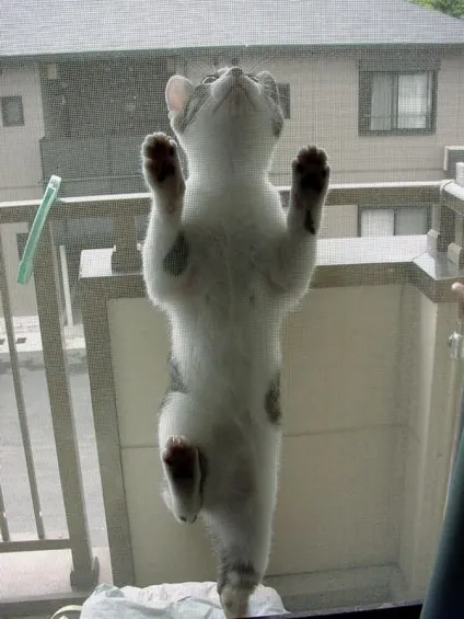 теплі коти