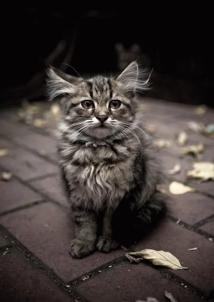 теплі коти