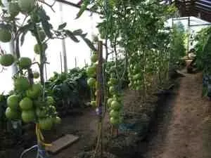 Томати у відрах (коріння) Томати у відрах