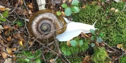 Топ 10 рідкісні та красиві альбіноси (єдина фотографія леопарда альбіноса) Топ 10 рідкісні та красиві альбіноси