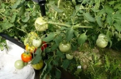 Томат санька опис сорту, фото і відгуки (фото) Томат санька опис сорту, фото і відгуки
