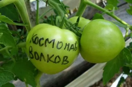 Томат космонавт волкова відгуки