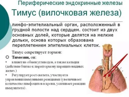 Тімомегалія (збільшення вилочкової залози) у дітей (збільшення вилочкової залози) Тімомегалія (збільшення вилочкової залози) у дітей