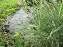 Труднощі при вирощуванні німфей, квіти в саду (садиба) (німфей) Труднощі при вирощуванні німфей, квіти в саду (садиба)