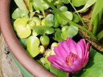 Труднощі при вирощуванні німфей, квіти в саду (садиба) (зміст) Труднощі при вирощуванні німфей, квіти в саду (садиба)