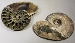 Тріасовий період, тріас, період тріасовий, динозаври тріасового періоду, ящери тріасу (динозаври) Тріасовий період, тріас, період тріасовий, динозаври тріасового періоду, ящери тріасу