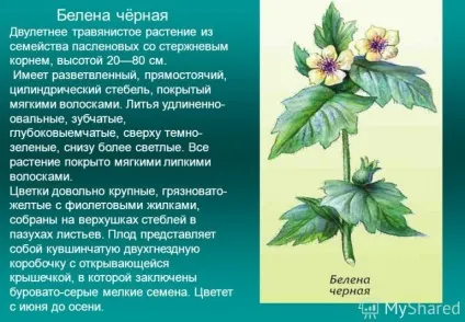 Траволікування при подагрі