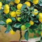 Добрива для полуниці навесні для збільшення врожаю (навесні) Добрива для полуниці навесні для збільшення врожаю