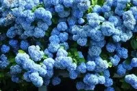 Видалення зуба мудрості, life, вагітність (видалення) Видалення зуба мудрості, life, вагітність
