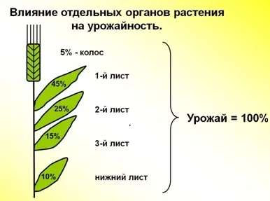 управляємо урожаєм