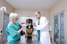 Вакцини для собак і цуценят (собак) Вакцини для собак і цуценят