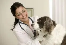 Вакцини для собак і цуценят (цуценят) Вакцини для собак і цуценят