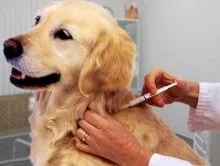 Вакцини для собак і цуценят (цуценят) Вакцини для собак і цуценят