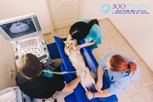 Узі черевної порожнини собаки в москві - низькі ціни узі у собак внутрішніх органів - ветклиника (черевної) Узі черевної порожнини собаки в москві - низькі ціни узі у собак внутрішніх органів - ветклиника