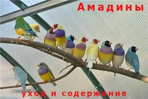 Догляд та утримання за амадини в домашніх умовах