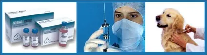 Вакцини для собак і цуценят (цуценят) Вакцини для собак і цуценят