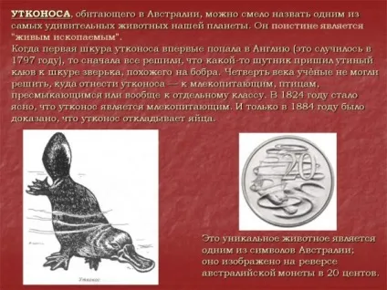 Качконіс - історія вивчення, еволюція, життя і харчування (через цінного хутра) Качконіс - історія вивчення, еволюція, життя і харчування