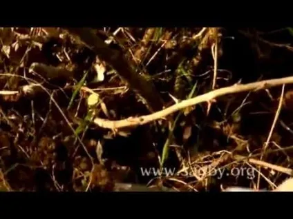 Догляд за агрусом після збору врожаю як підгодувати і що робити (догляд) Догляд за агрусом після збору врожаю як підгодувати і що робити