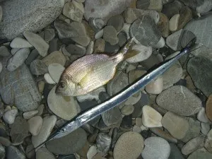 У чорному морі з Бомбардьє
