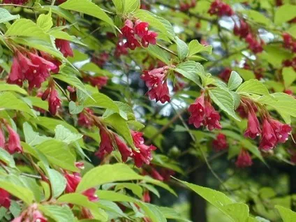 Вейгела (weigela) - опис вигляду, фотографії, відхід, зміст, пересадка, шкідники, розмноження (цвітуть) Вейгела (weigela) - опис вигляду, фотографії, відхід, зміст, пересадка, шкідники, розмноження