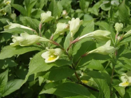 Вейгела (weigela) - опис вигляду, фотографії, відхід, зміст, пересадка, шкідники, розмноження (weigela) Вейгела (weigela) - опис вигляду, фотографії, відхід, зміст, пересадка, шкідники, розмноження
