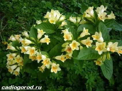 вейгела чагарник