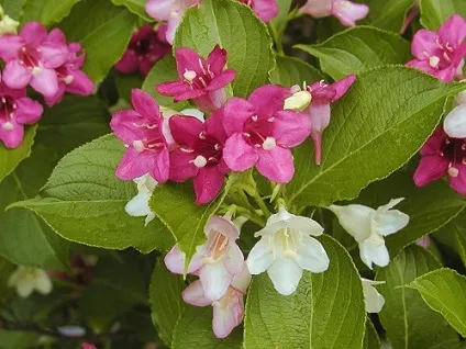 Вейгела (weigela) - опис вигляду, фотографії, відхід, зміст, пересадка, шкідники, розмноження (гілок) Вейгела (weigela) - опис вигляду, фотографії, відхід, зміст, пересадка, шкідники, розмноження