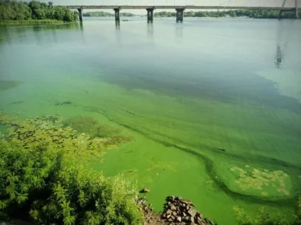 У дніпрі зацвіла вода