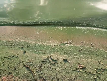 У дніпрі зацвіла вода
