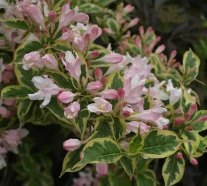 Вейгела (weigela) - опис вигляду, фотографії, відхід, зміст, пересадка, шкідники, розмноження (цвітіння) Вейгела (weigela) - опис вигляду, фотографії, відхід, зміст, пересадка, шкідники, розмноження